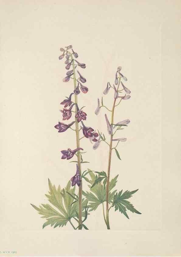 Reproducción/Reproduction 39951640163: North American wild flowers. Washington, D.C. :Smithsonian Institution,1925.. 