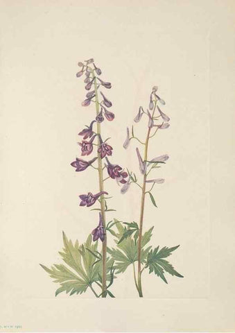 Reproducción/Reproduction 39951640163: North American wild flowers. Washington, D.C. :Smithsonian Institution,1925.. 