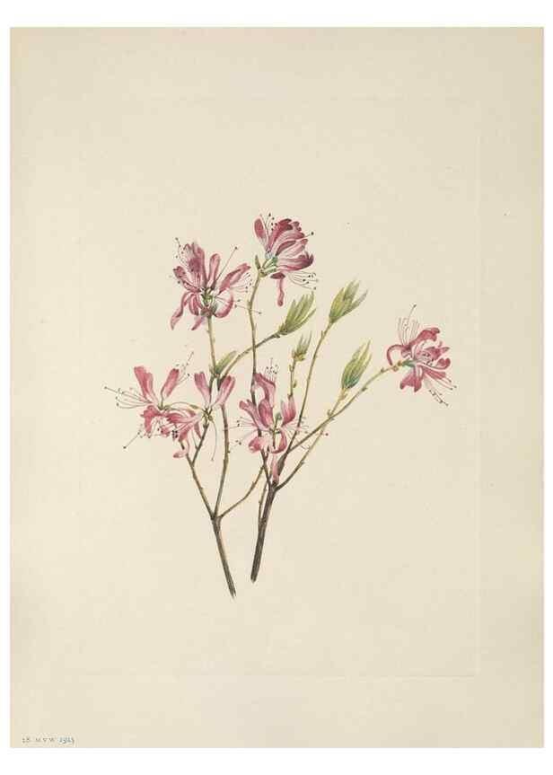 Reproducción/Reproduction 46916446041: North American wild flowers. Washington, D.C. :Smithsonian Institution,1925.. 