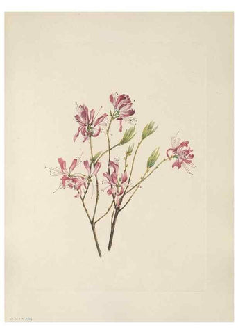 Reproducción/Reproduction 46916446041: North American wild flowers. Washington, D.C. :Smithsonian Institution,1925.. 