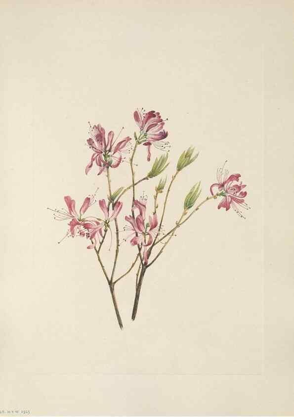 Reproducción/Reproduction 46916446041: North American wild flowers. Washington, D.C. :Smithsonian Institution,1925.. 