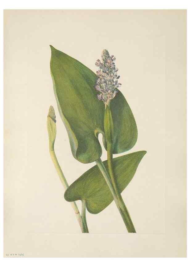Reproducción/Reproduction 46864385472: North American wild flowers. Washington, D.C. :Smithsonian Institution,1925.. 
