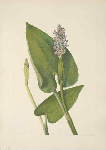 Reproducción/Reproduction 46864385472: North American wild flowers. Washington, D.C. :Smithsonian Institution,1925.. 