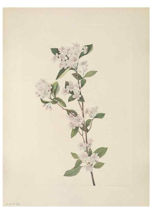 Reproducción/Reproduction 46191564414: North American wild flowers. Washington, D.C. :Smithsonian Institution,1925.. 