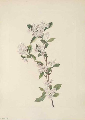 Reproducción/Reproduction 46191564414: North American wild flowers. Washington, D.C. :Smithsonian Institution,1925.. 