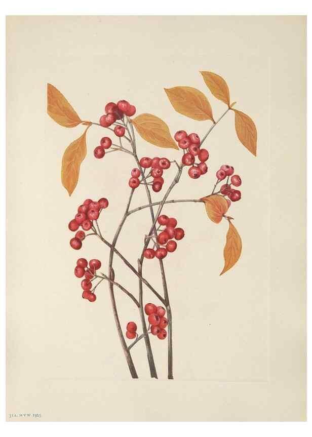 Reproducción/Reproduction 46191565334: North American wild flowers. Washington, D.C. :Smithsonian Institution,1925.. 