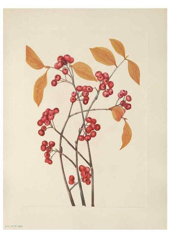 Reproducción/Reproduction 46191565334: North American wild flowers. Washington, D.C. :Smithsonian Institution,1925.. 