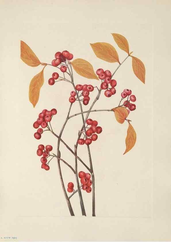 Reproducción/Reproduction 46191565334: North American wild flowers. Washington, D.C. :Smithsonian Institution,1925.. 