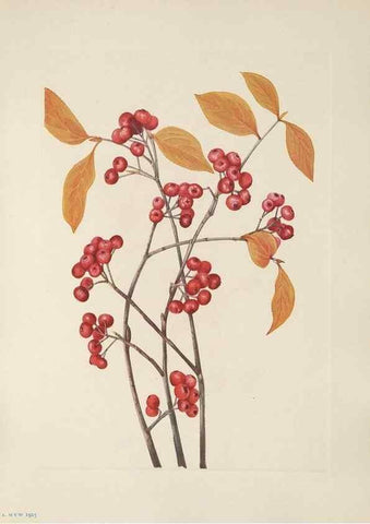 Reproducción/Reproduction 46191565334: North American wild flowers. Washington, D.C. :Smithsonian Institution,1925.. 