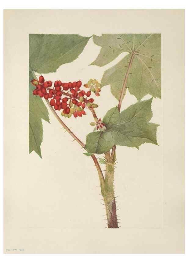 Reproducción/Reproduction 46864387702: North American wild flowers. Washington, D.C. :Smithsonian Institution,1925.. 