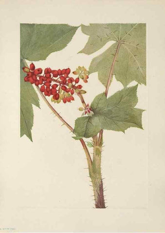 Reproducción/Reproduction 46864387702: North American wild flowers. Washington, D.C. :Smithsonian Institution,1925.. 