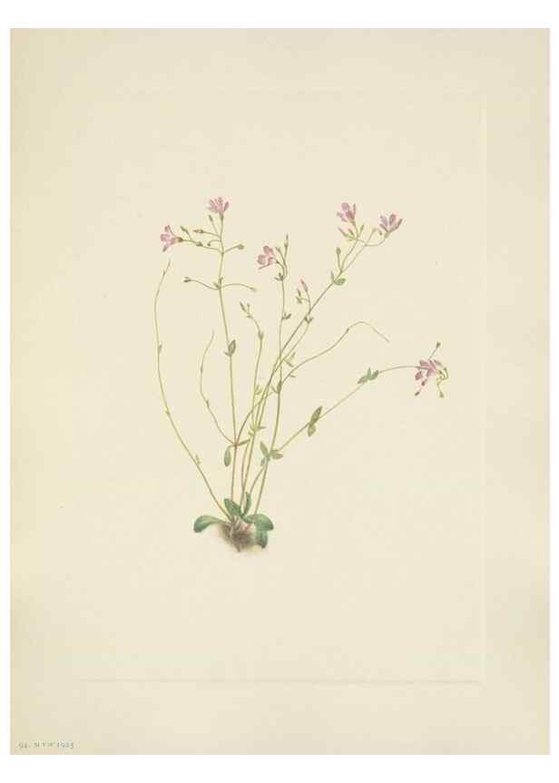 Reproducción/Reproduction 46864577972: North American wild flowers. Washington, D.C. :Smithsonian Institution,1925.. 