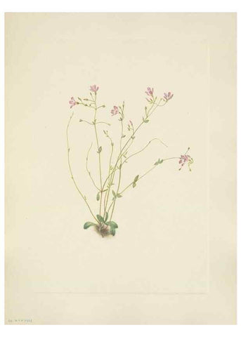 Reproducción/Reproduction 46864577972: North American wild flowers. Washington, D.C. :Smithsonian Institution,1925.. 