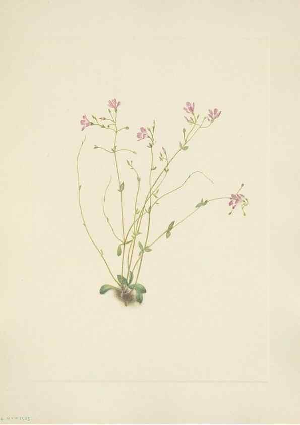 Reproducción/Reproduction 46864577972: North American wild flowers. Washington, D.C. :Smithsonian Institution,1925.. 
