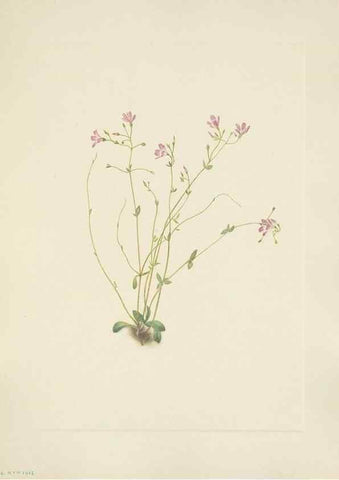 Reproducción/Reproduction 46864577972: North American wild flowers. Washington, D.C. :Smithsonian Institution,1925.. 
