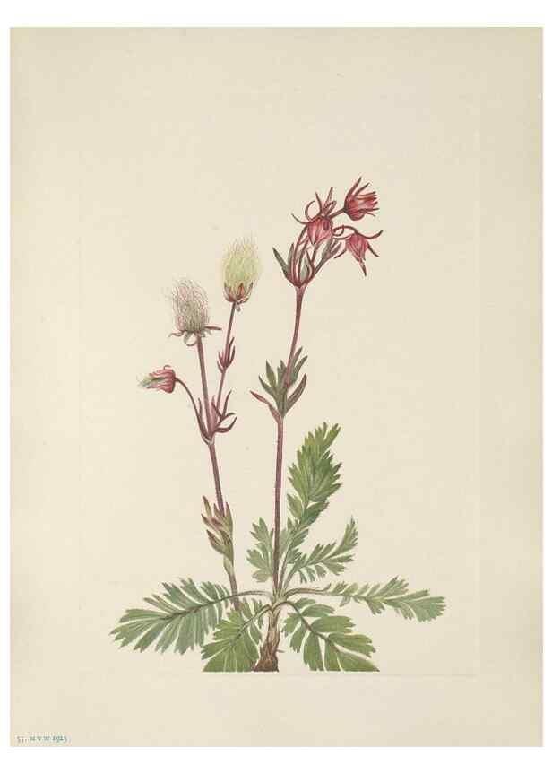 Reproducción/Reproduction 39951653163: North American wild flowers. Washington, D.C. :Smithsonian Institution,1925.. 