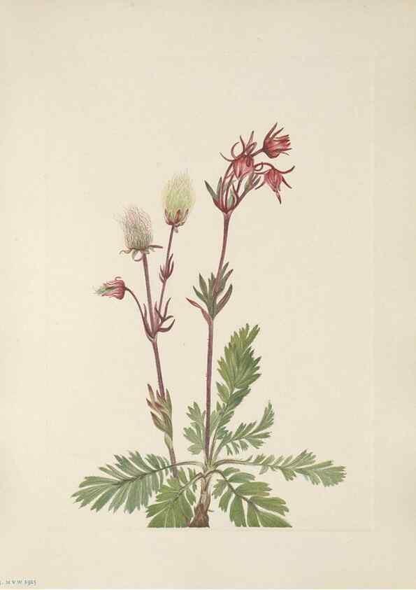 Reproducción/Reproduction 39951653163: North American wild flowers. Washington, D.C. :Smithsonian Institution,1925.. 