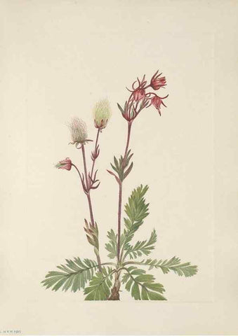 Reproducción/Reproduction 39951653163: North American wild flowers. Washington, D.C. :Smithsonian Institution,1925.. 