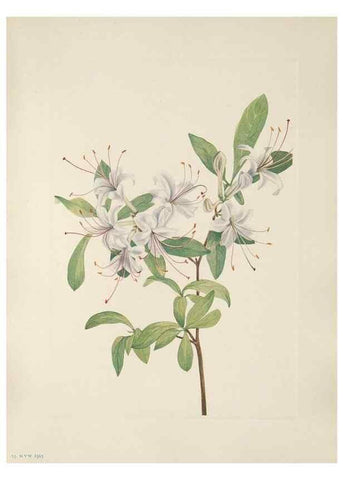 Reproducción/Reproduction 46864402362: North American wild flowers. Washington, D.C. :Smithsonian Institution,1925.. 