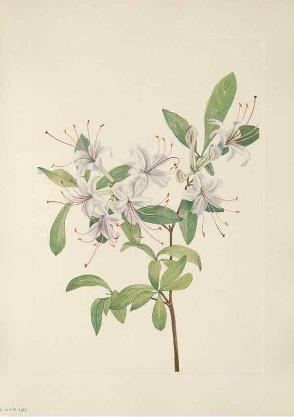 Reproducción/Reproduction 46864402362: North American wild flowers. Washington, D.C. :Smithsonian Institution,1925.. 