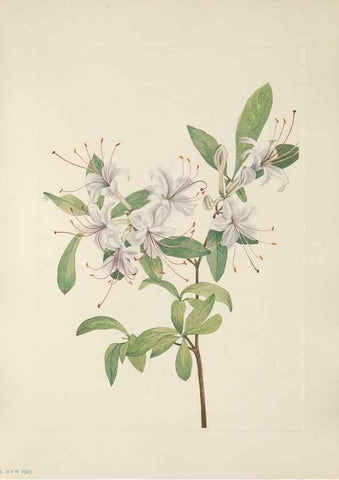 Reproducción/Reproduction 46864402362: North American wild flowers. Washington, D.C. :Smithsonian Institution,1925.. 
