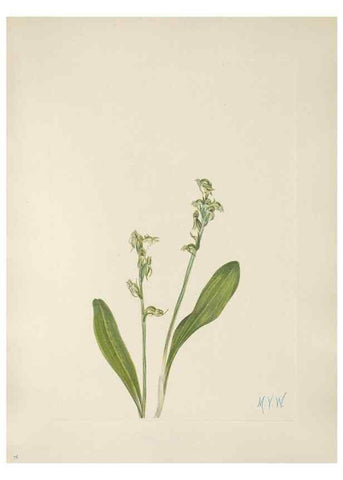 Reproducción/Reproduction 31975298167: North American wild flowers. Washington, D.C. :Smithsonian Institution,1925.. 