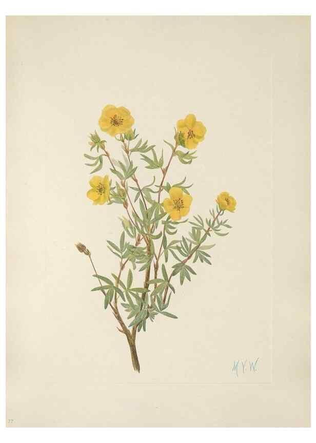Reproducción/Reproduction 46191598814: North American wild flowers. Washington, D.C. :Smithsonian Institution,1925.. 