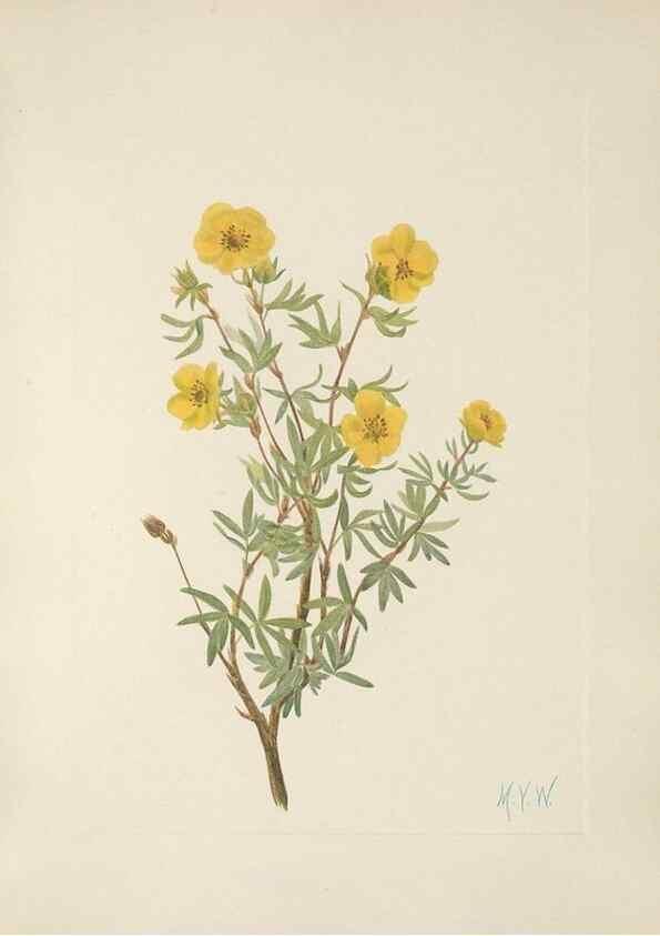 Reproducción/Reproduction 46191598814: North American wild flowers. Washington, D.C. :Smithsonian Institution,1925.. 