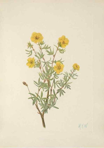 Reproducción/Reproduction 46191598814: North American wild flowers. Washington, D.C. :Smithsonian Institution,1925.. 