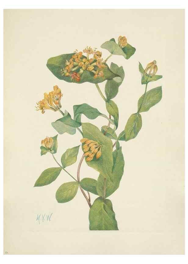Reproducción/Reproduction 46864571412: North American wild flowers. Washington, D.C. :Smithsonian Institution,1925.. 