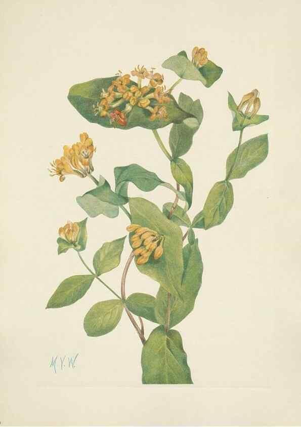 Reproducción/Reproduction 46864571412: North American wild flowers. Washington, D.C. :Smithsonian Institution,1925.. 
