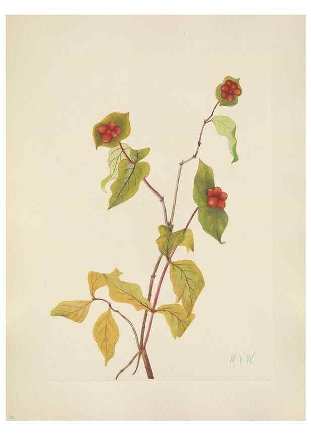 Reproducción/Reproduction 46864571692: North American wild flowers. Washington, D.C. :Smithsonian Institution,1925.. 