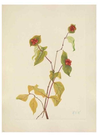 Reproducción/Reproduction 46864571692: North American wild flowers. Washington, D.C. :Smithsonian Institution,1925.. 