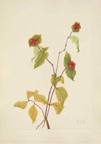 Reproducción/Reproduction 46864571692: North American wild flowers. Washington, D.C. :Smithsonian Institution,1925.. 