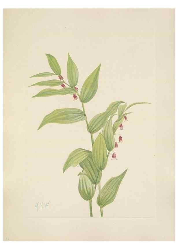 Reproducción/Reproduction 46191770504: North American wild flowers. Washington, D.C. :Smithsonian Institution,1925.. 