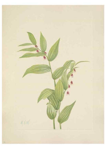Reproducción/Reproduction 46191770504: North American wild flowers. Washington, D.C. :Smithsonian Institution,1925.. 