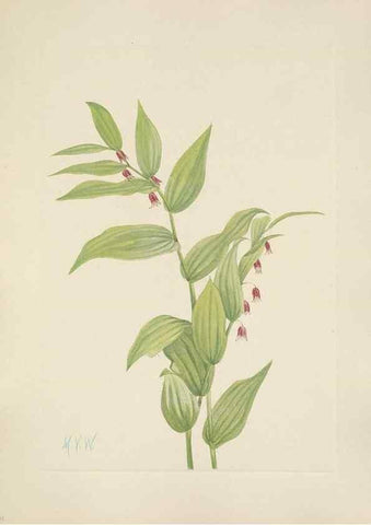 Reproducción/Reproduction 46191770504: North American wild flowers. Washington, D.C. :Smithsonian Institution,1925.. 