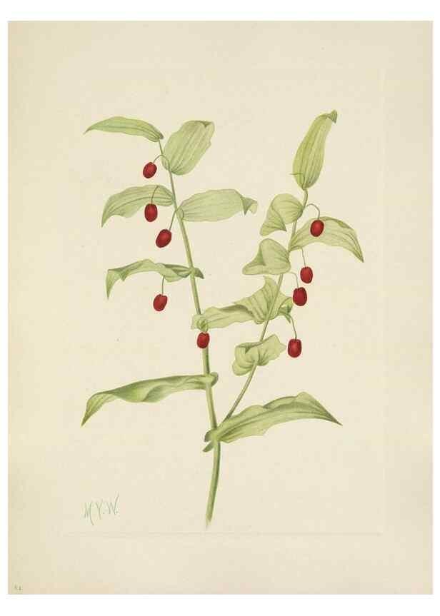 Reproducción/Reproduction 46191771334: North American wild flowers. Washington, D.C. :Smithsonian Institution,1925.. 