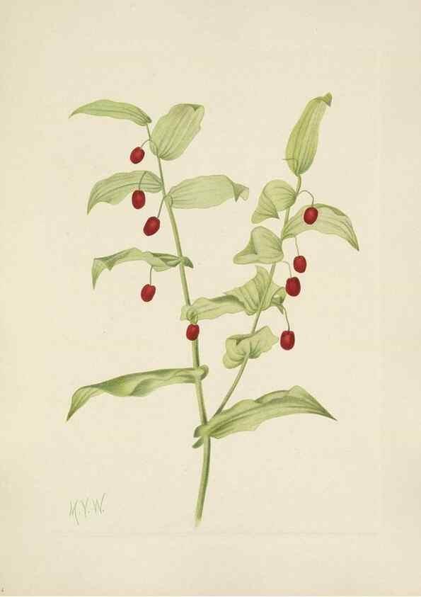 Reproducción/Reproduction 46191771334: North American wild flowers. Washington, D.C. :Smithsonian Institution,1925.. 