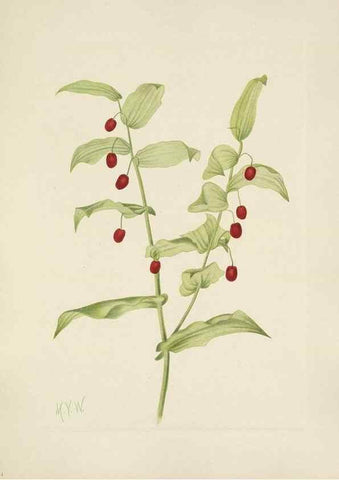 Reproducción/Reproduction 46191771334: North American wild flowers. Washington, D.C. :Smithsonian Institution,1925.. 