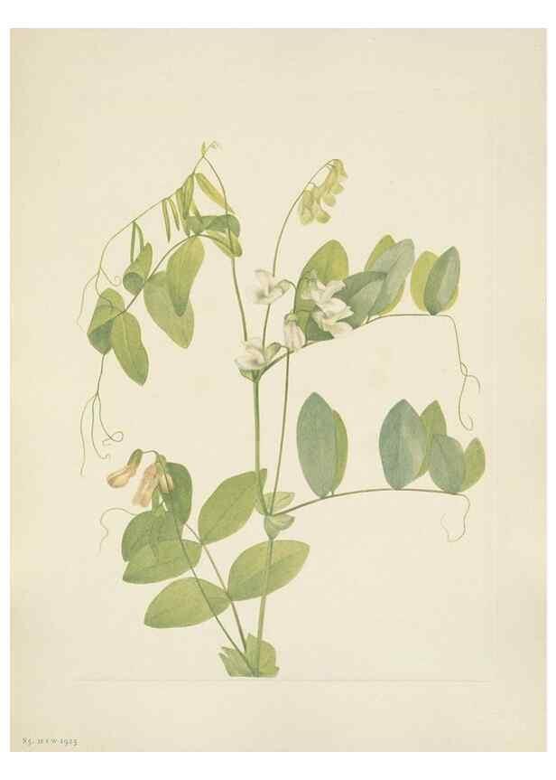 Reproducción/Reproduction 46916626121: North American wild flowers. Washington, D.C. :Smithsonian Institution,1925.. 