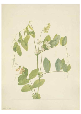 Reproducción/Reproduction 46916626121: North American wild flowers. Washington, D.C. :Smithsonian Institution,1925.. 