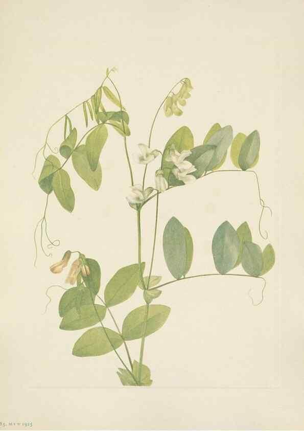 Reproducción/Reproduction 46916626121: North American wild flowers. Washington, D.C. :Smithsonian Institution,1925.. 