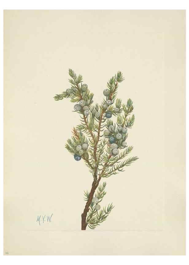 Reproducción/Reproduction 46191772384: North American wild flowers. Washington, D.C. :Smithsonian Institution,1925.. 