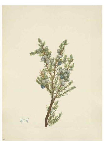 Reproducción/Reproduction 46191772384: North American wild flowers. Washington, D.C. :Smithsonian Institution,1925.. 