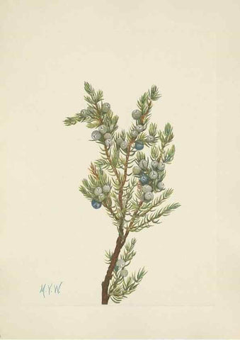 Reproducción/Reproduction 46191772384: North American wild flowers. Washington, D.C. :Smithsonian Institution,1925.. 
