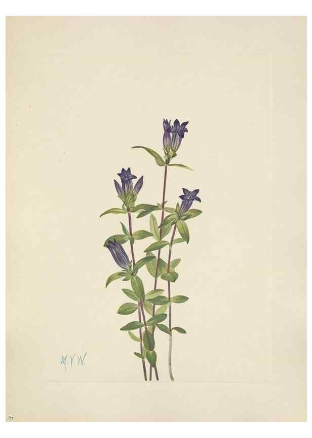 Reproducción/Reproduction 33041305468: North American wild flowers. Washington, D.C. :Smithsonian Institution,1925.. 