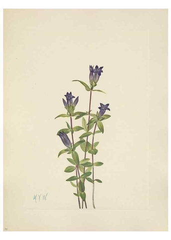 Reproducción/Reproduction 33041305468: North American wild flowers. Washington, D.C. :Smithsonian Institution,1925.. 