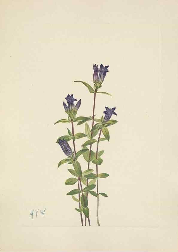Reproducción/Reproduction 33041305468: North American wild flowers. Washington, D.C. :Smithsonian Institution,1925.. 