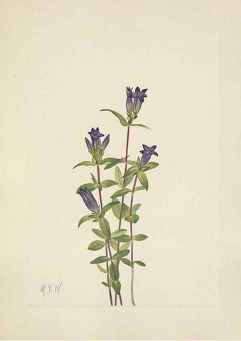 Reproducción/Reproduction 33041305468: North American wild flowers. Washington, D.C. :Smithsonian Institution,1925.. 